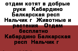 отдам котят в добрые руки - Кабардино-Балкарская респ., Нальчик г. Животные и растения » Отдам бесплатно   . Кабардино-Балкарская респ.,Нальчик г.